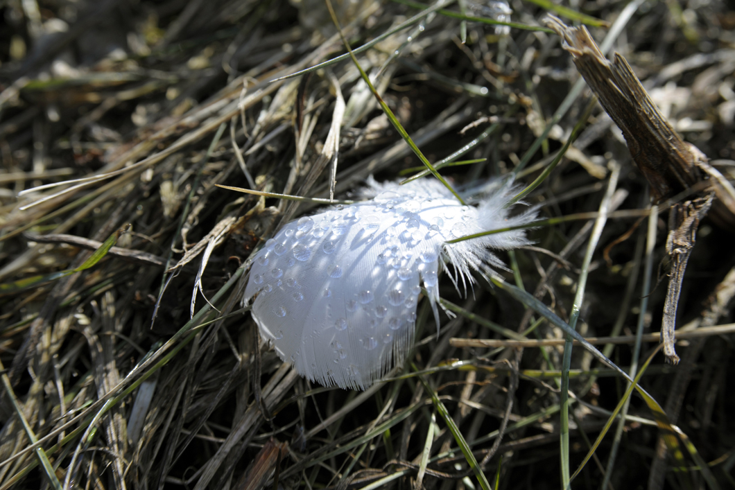 Foto einer Vogelfeder mit Morgentautropfen in der Deichlandschaft an der Oder zwischen Frankfurt und Küstrin Foto einer Vogelfeder mit Morgentautropfen in der Deichlandschaft an der Oder zwischen Frankfurt und Küstrin