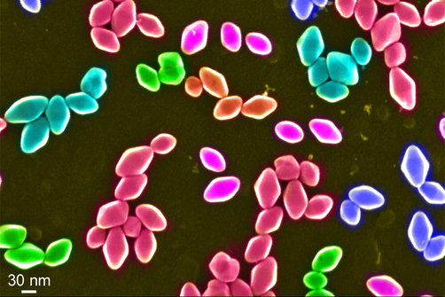 Nanopartikel von Titandioxid unter dem Rasterelektronenmikroskop Nanopartikel von Titandioxid unter dem Rasterelektronenmikroskop