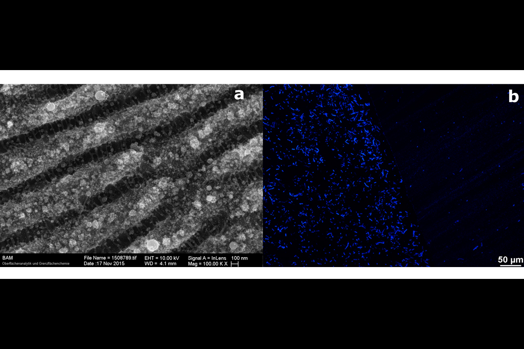 a) LIPSS-bedeckter Bereich auf V4A-Stahl. b) Fluoreszenzmikroskopische Aufnahme einer Stahlprobe (V4A), die mit E. coli besiedelt ist (links). Verminderte bakterielle Haftung auf dem laserbehandelten LIPSS-Bereich (rechts). a) LIPSS-bedeckter Bereich auf V4A-Stahl. b) Fluoreszenzmikroskopische Aufnahme einer Stahlprobe (V4A), die mit E. coli besiedelt ist (links). Verminderte bakterielle Haftung auf dem laserbehandelten LIPSS-Bereich (rechts).
