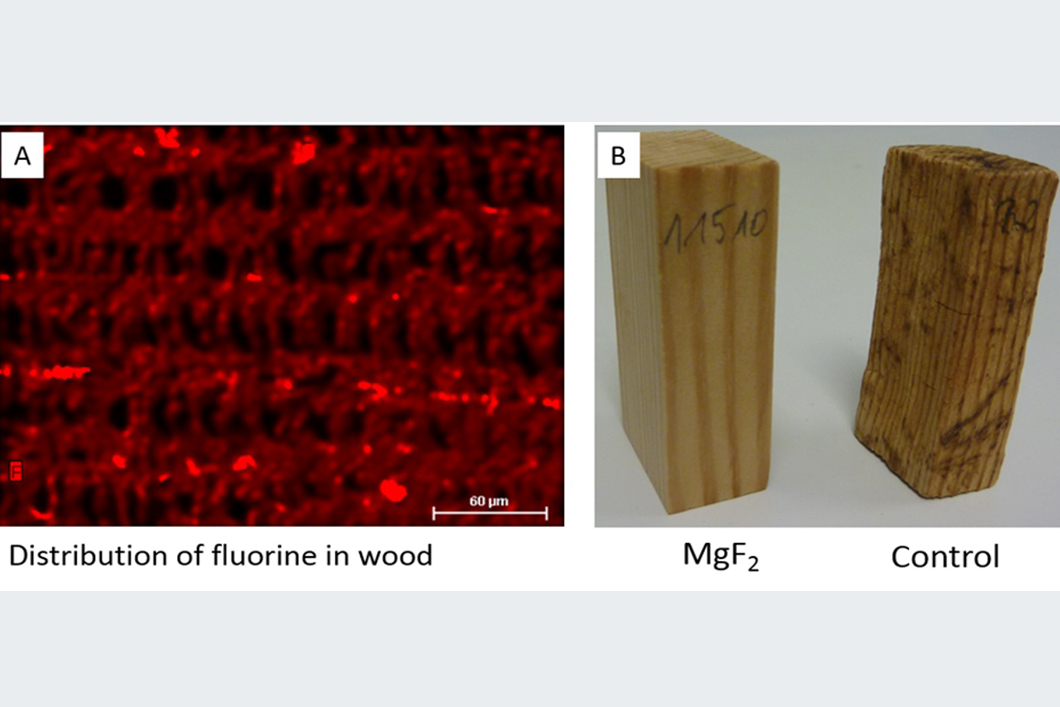 Verteilung von Fluoriden in behandeltem Holz (A) sowie Magnesiumfluorid-behandelte und unbehandelte Holzproben nach Exposition gegenüber Pilzen (B)