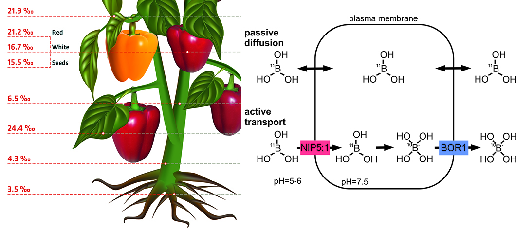 Rote und gelbe Paprika