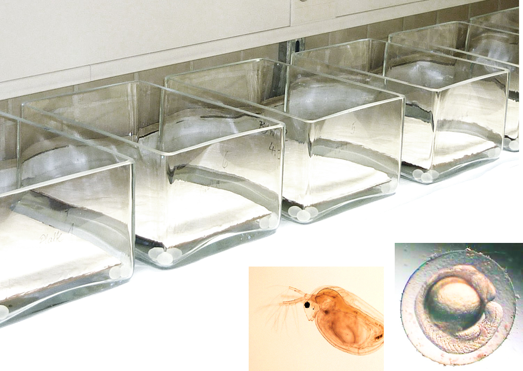 Gewinnung von Eluaten reaktiver Brandschutzbeschichtungen und Wasserorganismen für die ökotoxikologische Prüfung Gewinnung von Eluaten reaktiver Brandschutzbeschichtungen und Wasserorganismen für die ökotoxikologische Prüfung