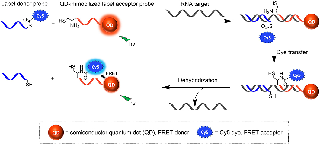 Abbildung zum  Konzept von Quantum Dot (QD)-basierter Templat-katalysierter RNA Detektion Abbildung zum  Konzept von Quantum Dot (QD)-basierter Templat-katalysierter RNA Detektion