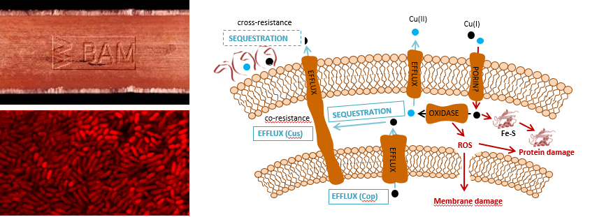 Kupfer, ein antimikrobielles Material. Antibiotika-resistente Bakterien. Mechanismen für Kreuzresistenz von Kupfer & Antibiotika   Kupfer, ein antimikrobielles Material. Antibiotika-resistente Bakterien. Mechanismen für Kreuzresistenz von Kupfer & Antibiotika