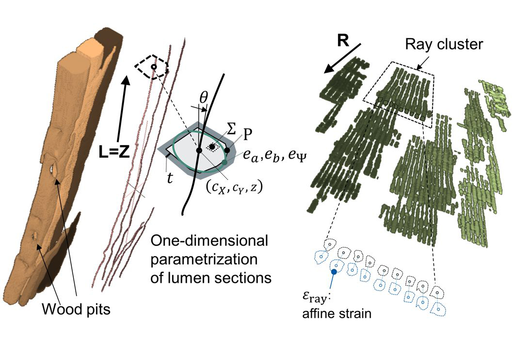 Hochaufgelöste Visualisierung von Holztracheiden und Eindimensionale Parametrisierung von Holzstrahlen