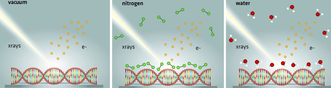 Direkte Beobachtung des Einflusses von Wasser auf DNA-Strahlenschäden Direkte Beobachtung des Einflusses von Wasser auf DNA-Strahlenschäden