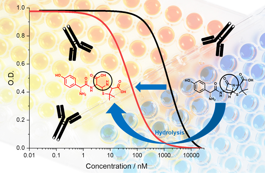 Abbildung: Durch Hydrolyse bilden β-Lactame die offenkettige Form, die vom Antikörper besser erkannt wird und damit empfindlicher detektiert werden kann.