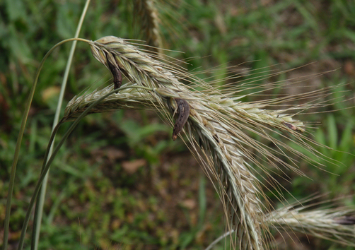 Gerstenähre Gerstenähre