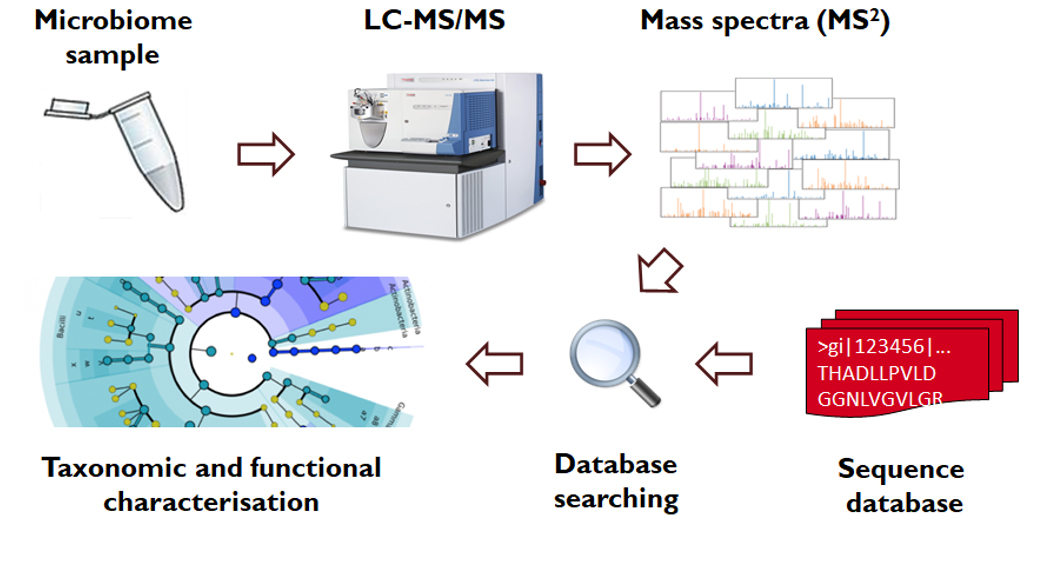 Illustration eines Metaproteomik-Workflows Illustration eines Metaproteomik-Workflows