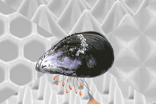 Muschelfußprotein inspiriert uns zu multifunktionalen Mikroarchitekturen. Muschelfußprotein inspiriert uns zu multifunktionalen Mikroarchitekturen.