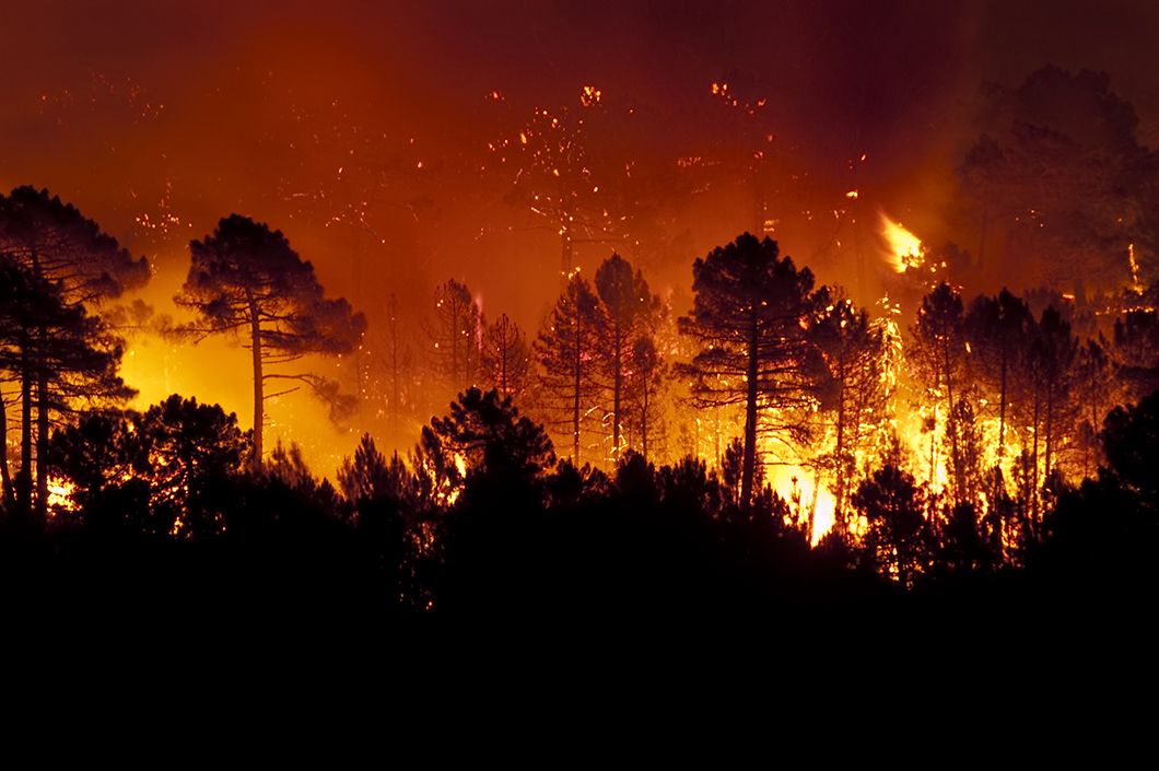 Waldbrand Waldbrand