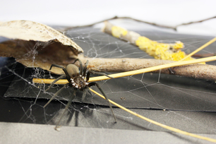 Kukulcania hibernalis Kukulcania hibernalis