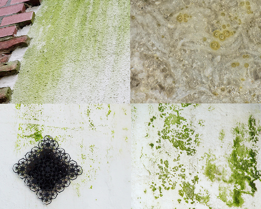 Biofilme auf Fassaden Biofilme auf Fassaden