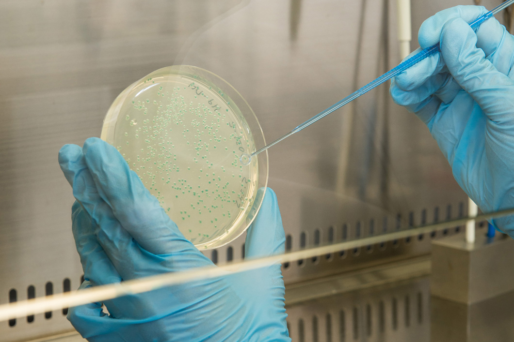 … genau richtig für die Arbeit mit Ecoli-Bakterien. … genau richtig für die Arbeit mit Ecoli-Bakterien.