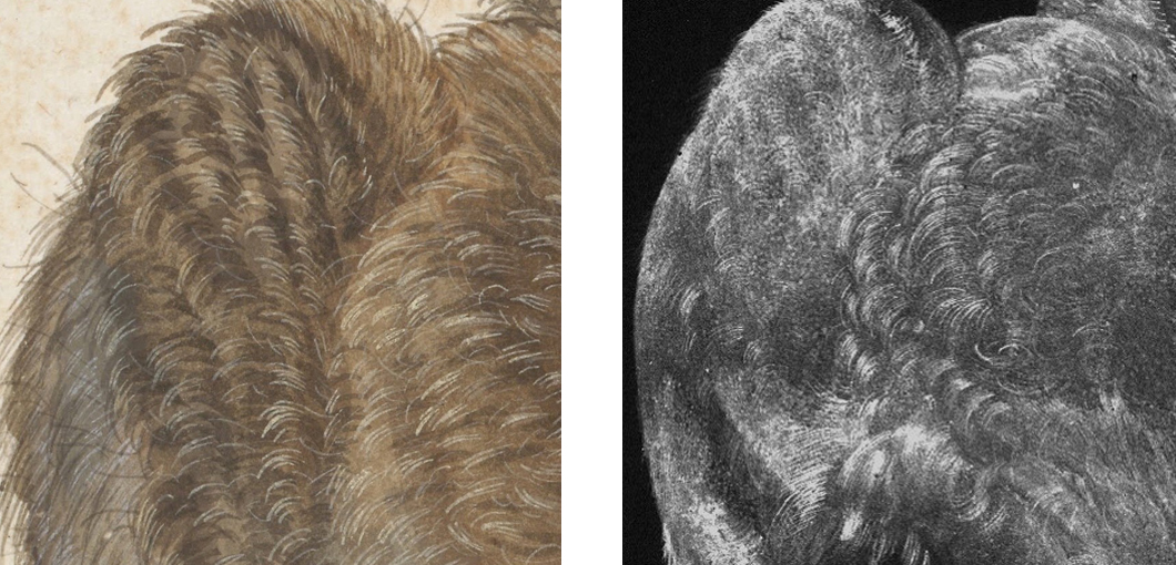 Detail des „Dürer-Hasen“ aus der Albertina, Inv.-Nr.: 3073 (links); Detail des Elementverteilungsbildes von Blei von dem Hasen aus der Graphischen Sammlung Weimar (rechts) Detail des „Dürer-Hasen“ aus der Albertina, Inv.-Nr.: 3073 (links); Detail des Elementverteilungsbildes von Blei von dem Hasen aus der Graphischen Sammlung Weimar (rechts)