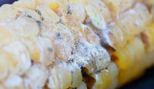 Schimmel auf Mais  Schimmel auf Mais