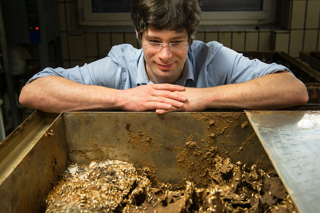 As an evolutionary biologist, Dino McMahon researches the immune systems of termites in order to find a non-toxic wood preservative