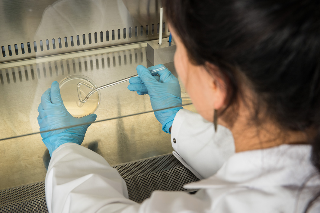 The Ph.D. student at the vaccine bank, a so-called clean room workbench: there is a very clean atmosphere behind the glass … The Ph.D. student at the vaccine bank, a so-called clean room workbench: there is a very clean atmosphere behind the glass …