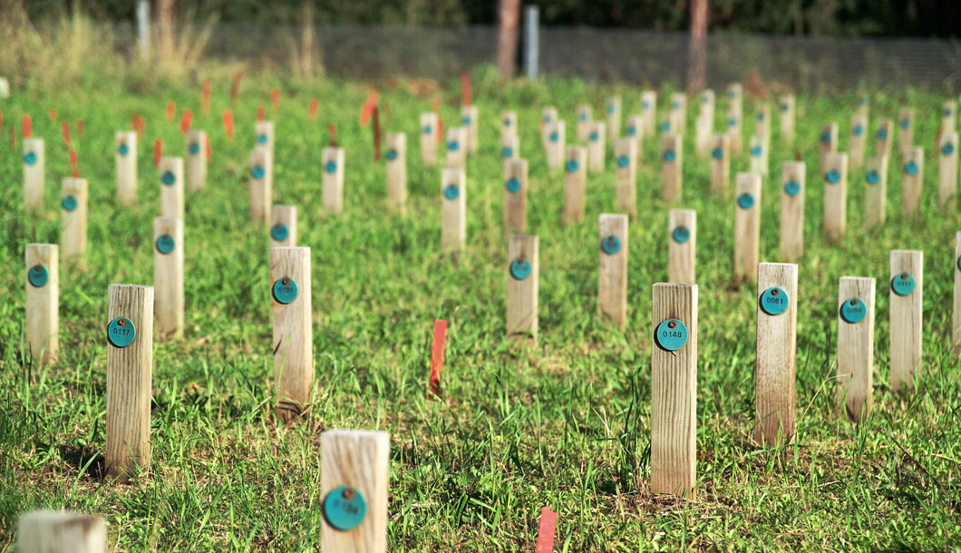 Tests on the effectiveness of wood preservatives at the test site