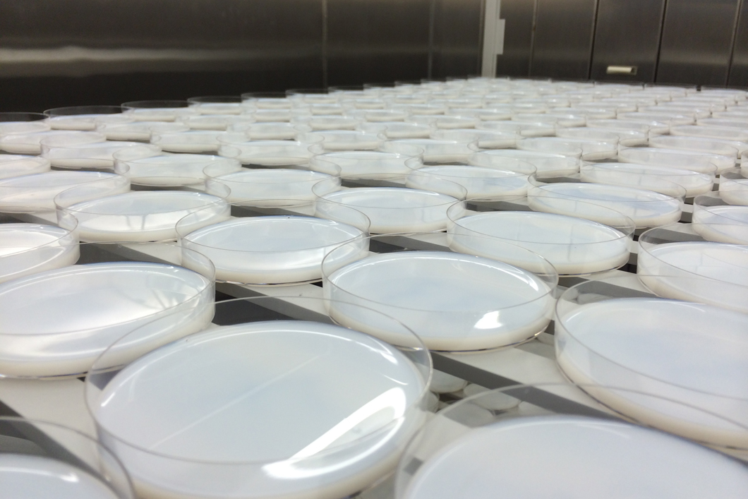 Petri dishes filled with lacquer system for curing in climate chamber Petri dishes filled with lacquer system for curing in climate chamber