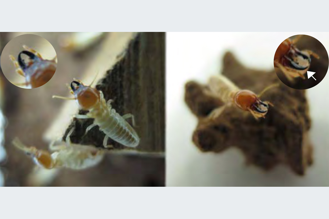 A soldier of the species Mastotermes darwiniensis (termites) A soldier of the species Mastotermes darwiniensis (termites)