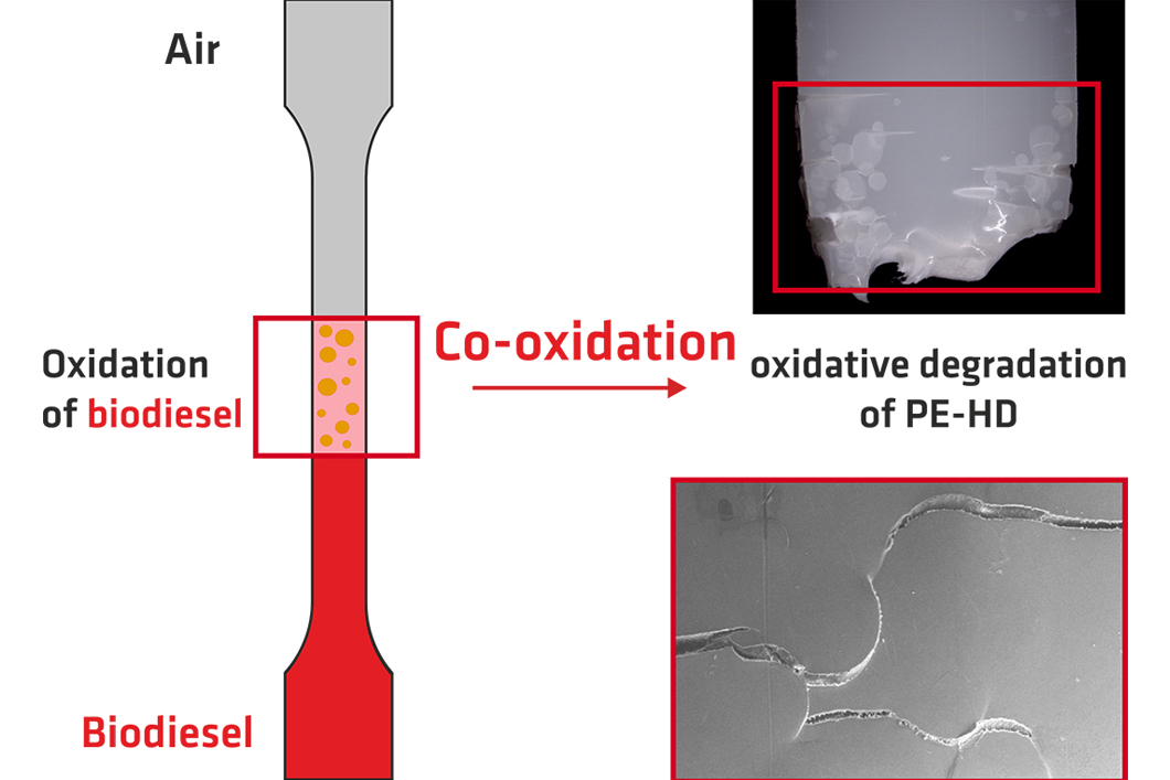 Scheme of the used specimen with typical damage pattern observed in the interfacial zone between biodiesel and air after 150 days at 60 °C