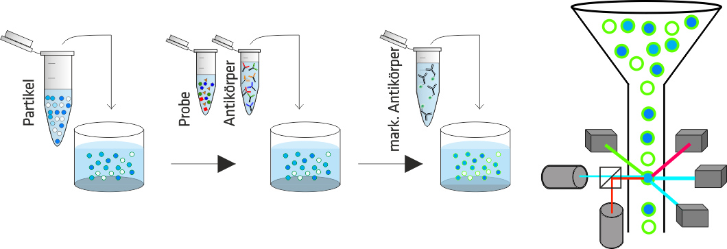 Illustration: The sample is mixed with reagents (particles and antibodies) and analyzed using a flow cytometer. Illustration: The sample is mixed with reagents (particles and antibodies) and analyzed using a flow cytometer.