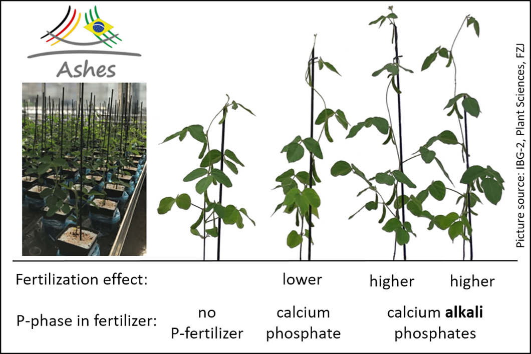 Soybean plants from plant growth experiments at Forschungszentrum Jülich