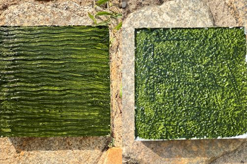 BAM - Projects - AbifFa - Algae biofilm facades for cleaner air and ...