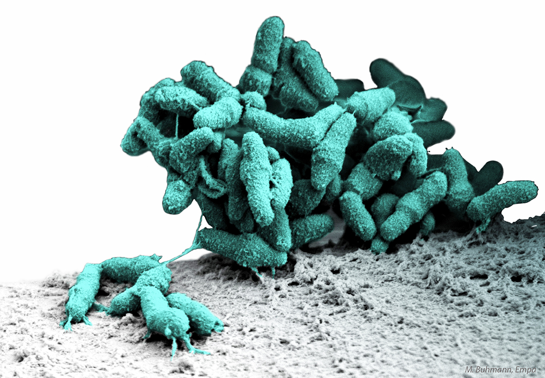 Microorganisms Microorganisms