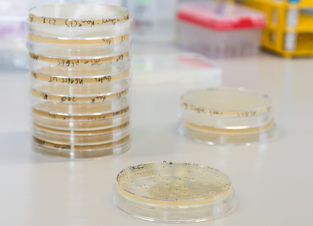 Bacterial cultures Bacterial cultures