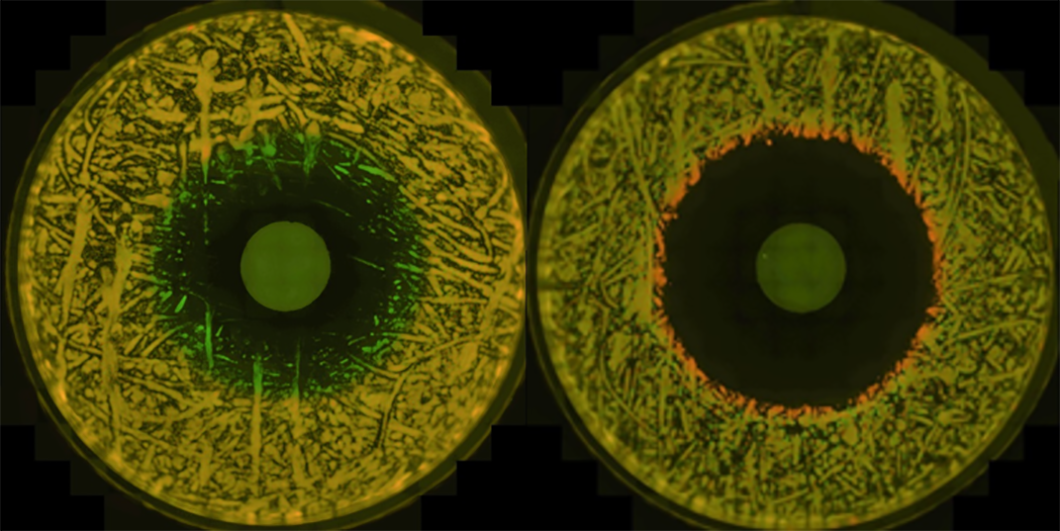 Bacterial cultures Bacterial cultures