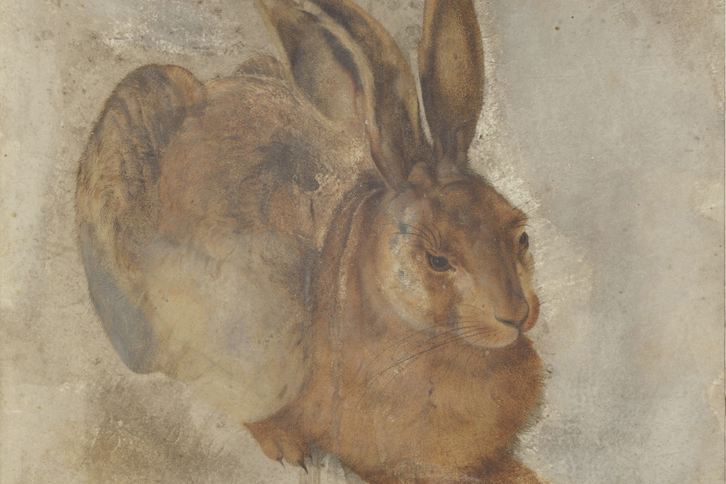 "Young Hare" (after Albrecht Dürer), detail, Klassik Stiftung Weimar, inv. No.: 507379, current condition of the drawing "Young Hare" (after Albrecht Dürer), detail, Klassik Stiftung Weimar, inv. No.: 507379, current condition of the drawing