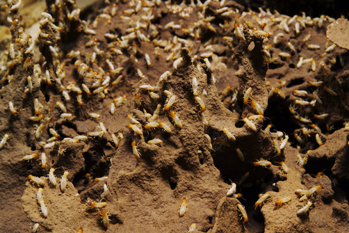 Termites Termites