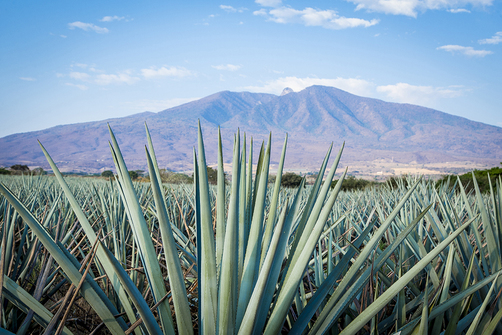 Agave plantation for tequila production in Mexico Agave plantation for tequila production in Mexico