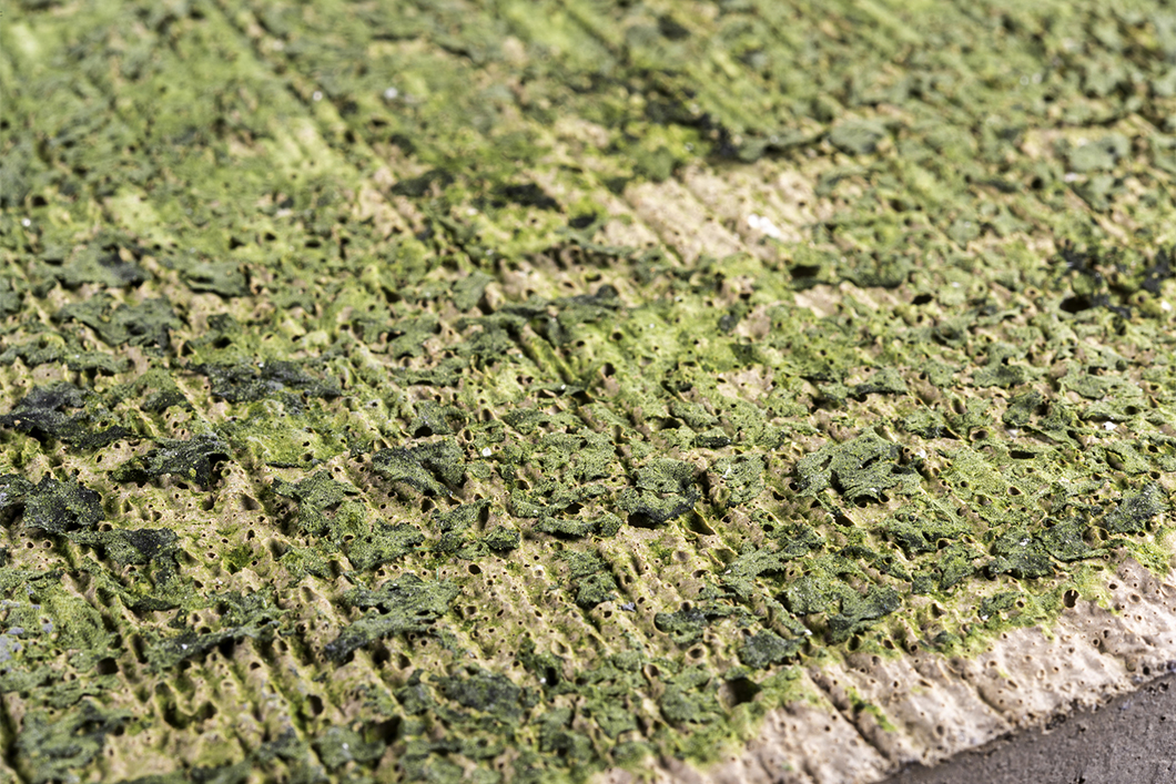 Paper des Monats 02/2024: TF Umwelt Entschlüsselung der Biorezeptivität von Beton: Grundlagen zur Biofilmbildung und Steigerung der Beton-Biorezeptivität für grüne Fassadenanwendungen.