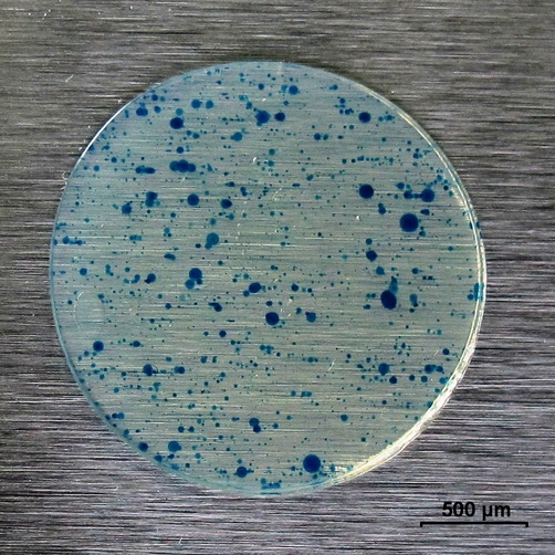 Blue dots on KorroPad indicate corrosion susceptibility of steel. Blue dots on KorroPad indicate corrosion susceptibility of steel.