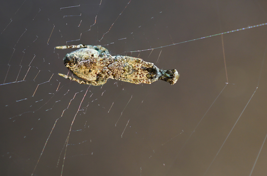 Biocombs4nanofibers: Uloborus plumipes Uloborus plumipes
