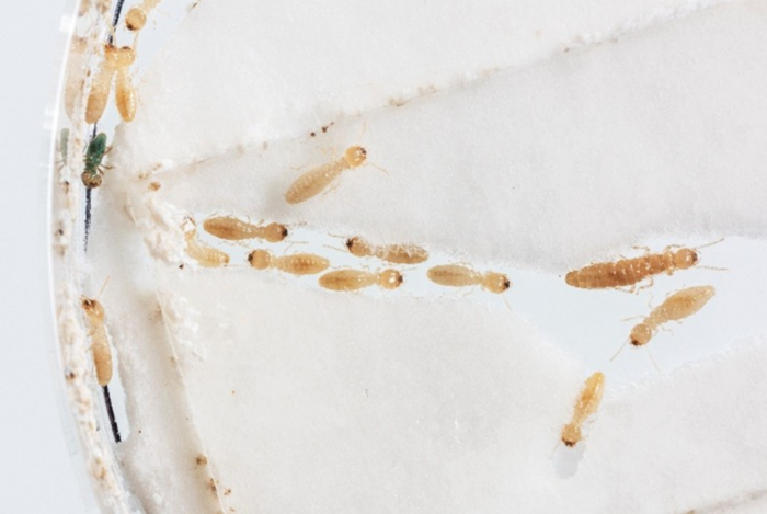 Termiten Theater: die Termite Reticulitermes flavipes ist ein Schädling von Holzprodukten. Ihr Genom wurde im Rahmen dieser Studie sequenziert. Termiten Theater: die Termite Reticulitermes flavipes ist ein Schädling von Holzprodukten. Ihr Genom wurde im Rahmen dieser Studie sequenziert.