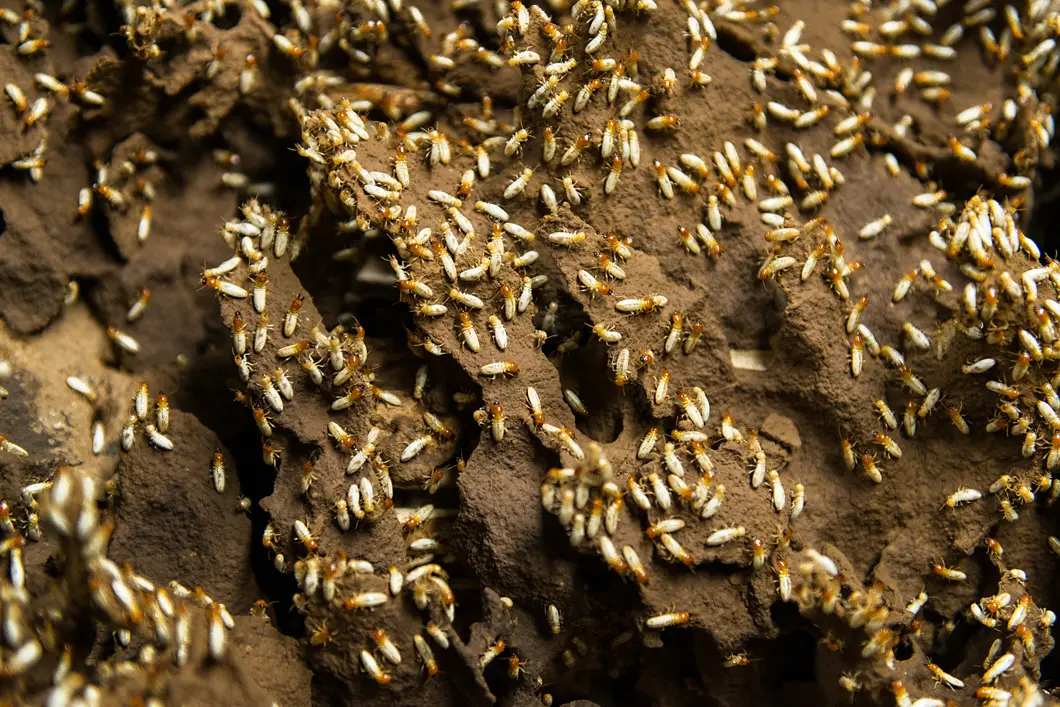 Add sugar A termite strain in BAM’s basement. Altogether there are 30 species of these animals.