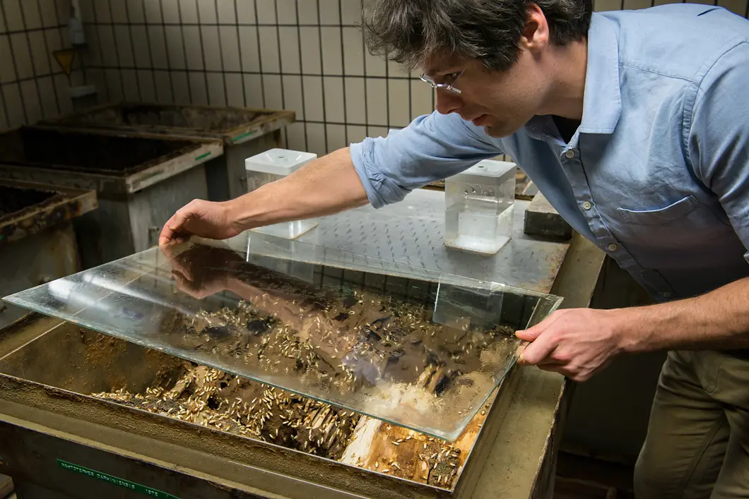 Add sugar Dino McMahon’s stock of termites at BAM is "probably the best in the world".