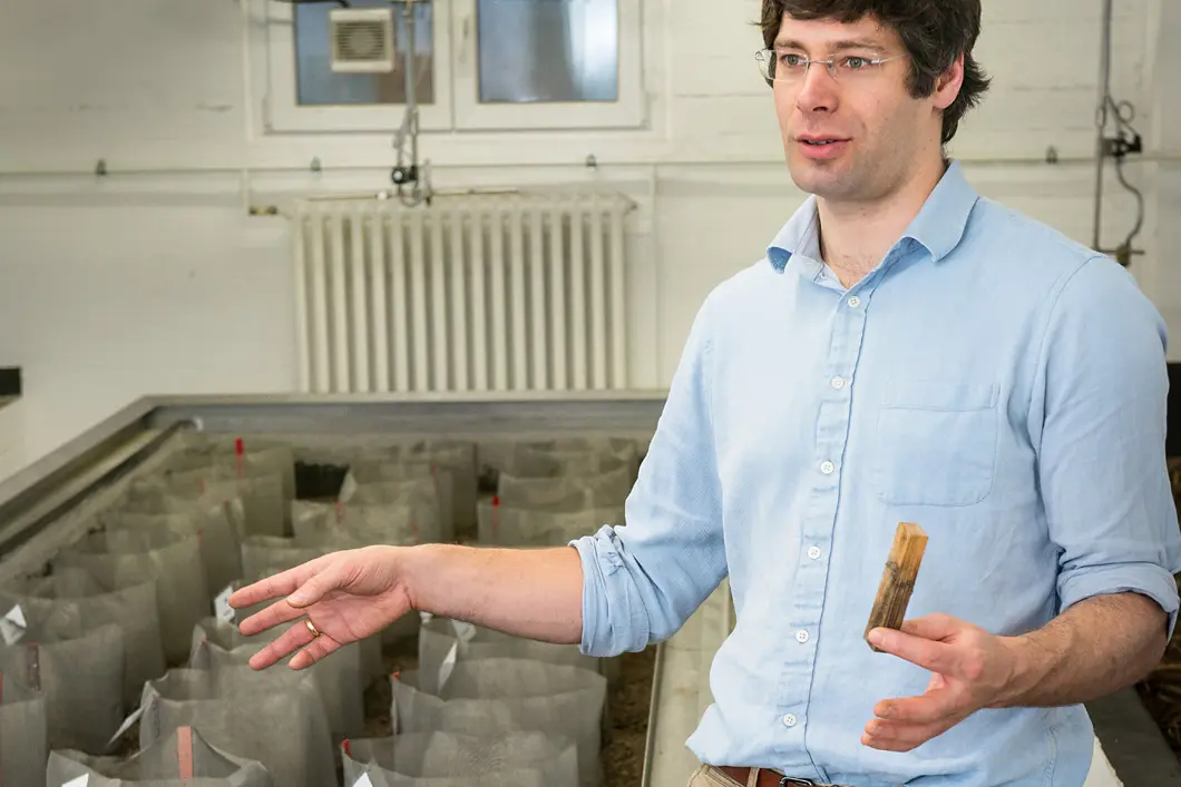 Add sugar A field test, also in the basement: there is a piece of wood with about 1000 termites in each of 36 separate beds.