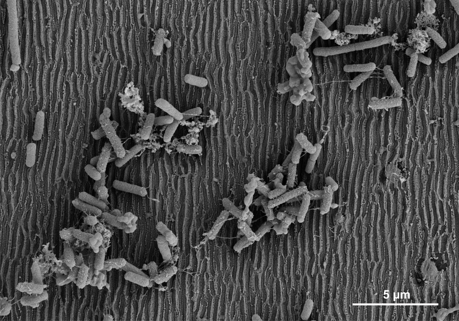 Paper des Monats 04/2024: TF Umwelt Können laser-strukturierte Oberflächen die Biofilmbildung verhindern?