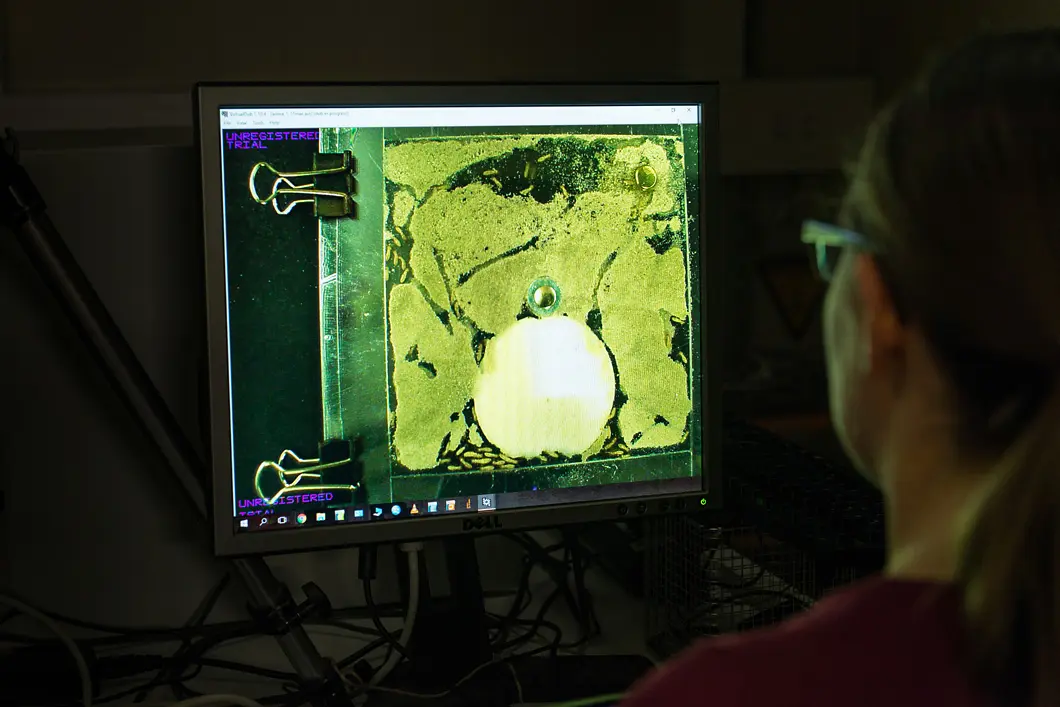 Add sugar Under video observation: a group of termites that were infected with the immune blocker GDL in a long-term test.